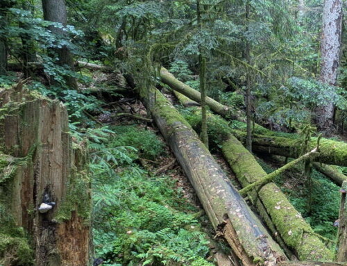 Wanderung durch verzauberte Wälder am Sonntag, 20. Juli 2025